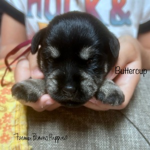 Buttercup