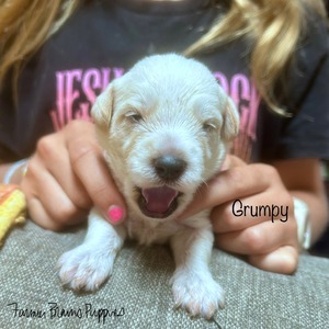 Grumpy