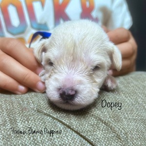 Dopey