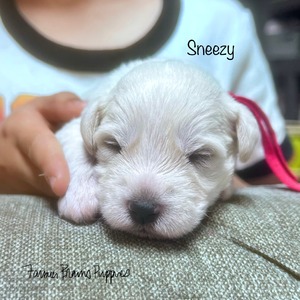 Sneezy