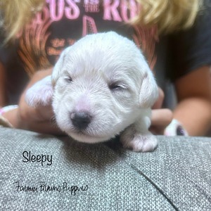Sleepy