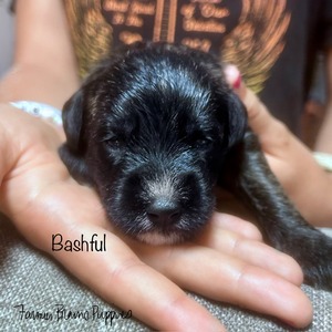 Bashful