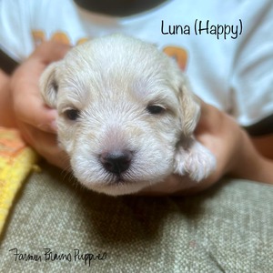 Luna