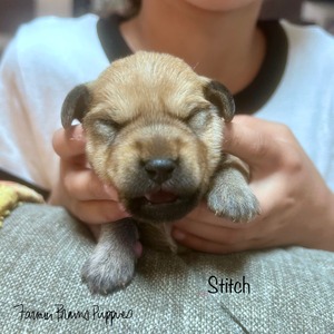 Stitch