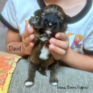 David