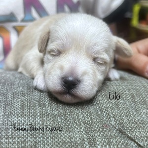 Lilo