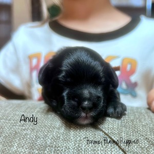Andy