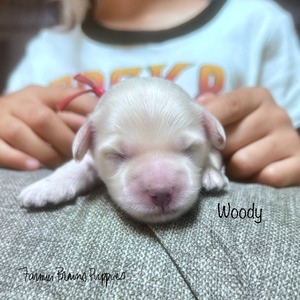 Woody