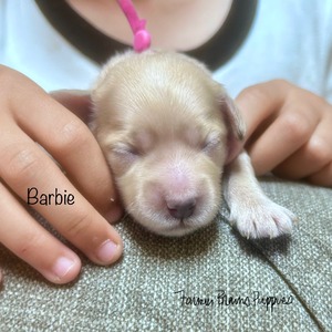 Barbie