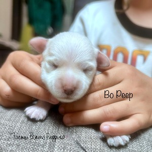 Bo Peep