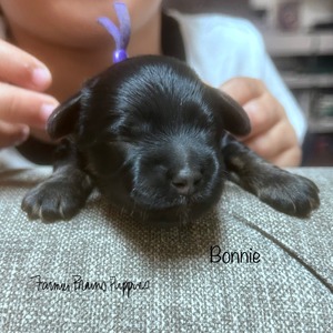 Bonnie