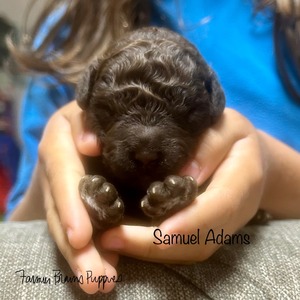 Samuel Adams