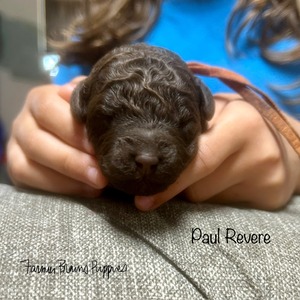 Paul Revere