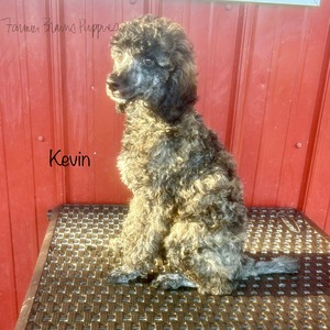 Kevin