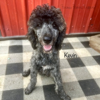 Kevin