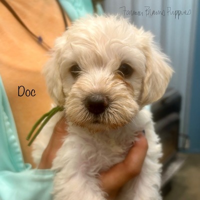 Doc