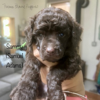 Sammy (Samuel Adams)
