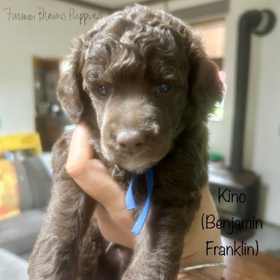 Kino (Benjamin Franklin)