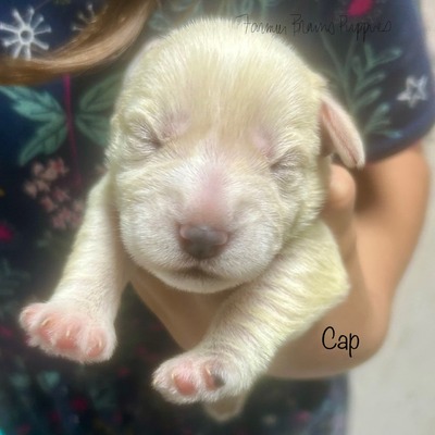 Cap