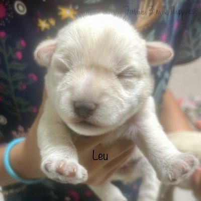 Leu