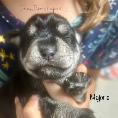 Majorie