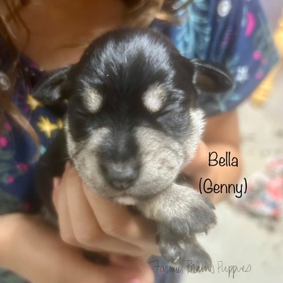 Bella (Genny)