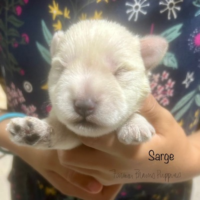 Sarge