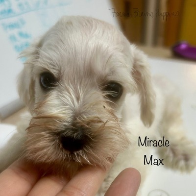 Miracle Max