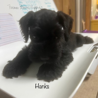 Hanks (Inigo Montoya)