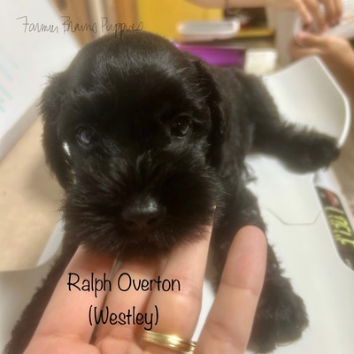 Ralph Overton (Westley)