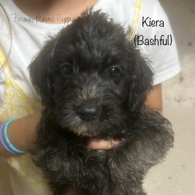 Kiera (Bashful)