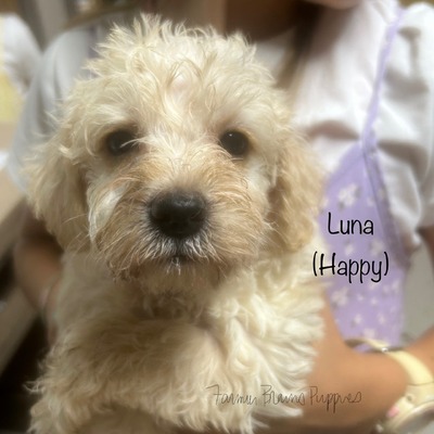 Luna (Happy)