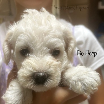 Bo Peep