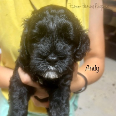 Andy