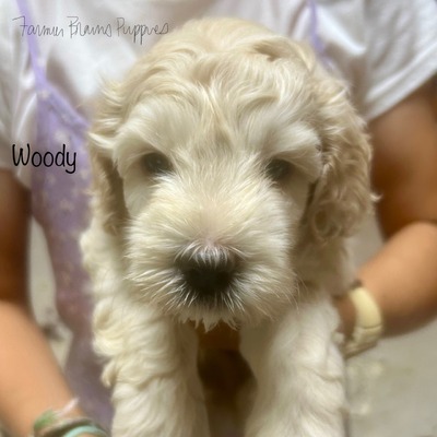 Woody