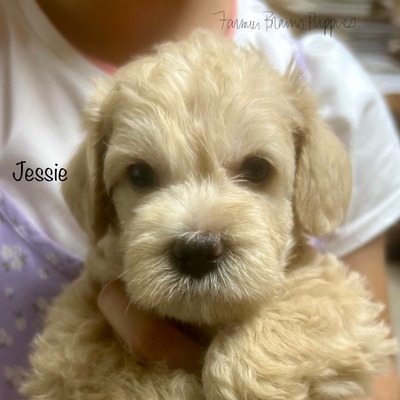 Jessie