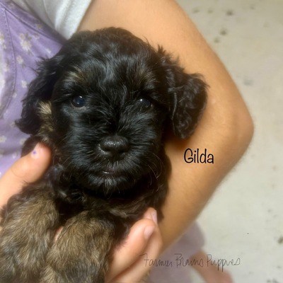 Gilda (Bonnie)