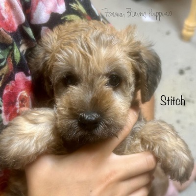 Ernie (Stitch)