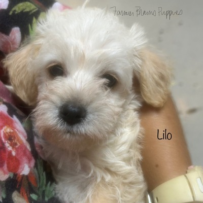 Lilo