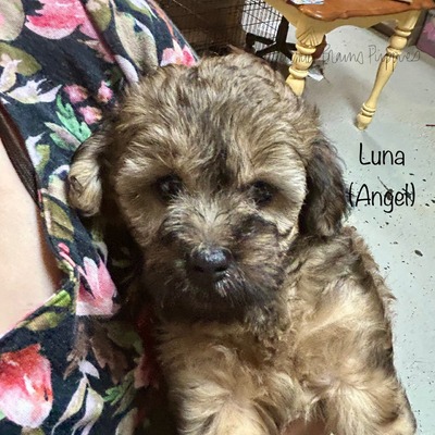 Luna (Angel)