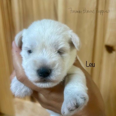 Leu