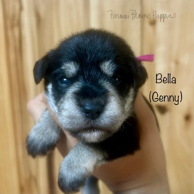 Bella (Genny)