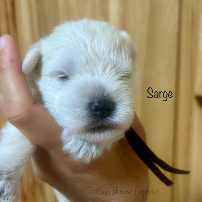Sarge