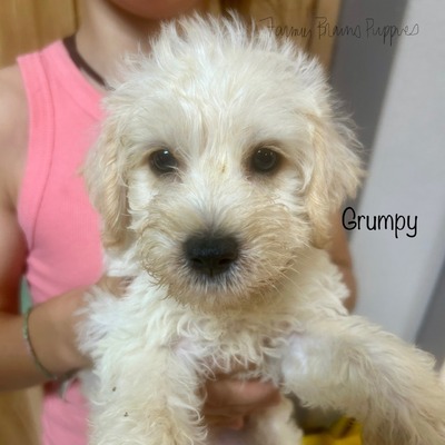 Grumpy