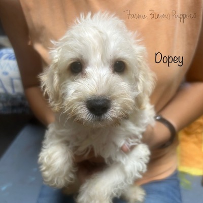 Dopey