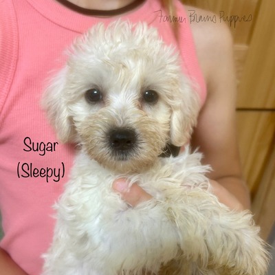 Sugar (Sleepy)