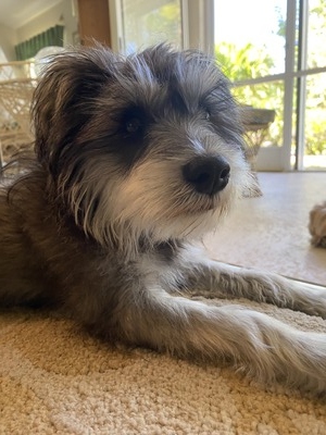 Buddy