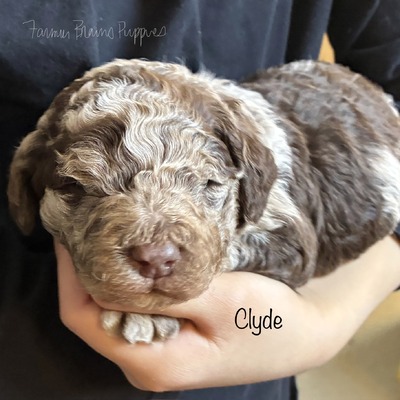 Clyde