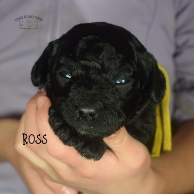 Ross