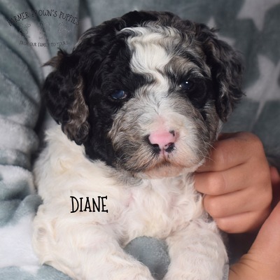Diane